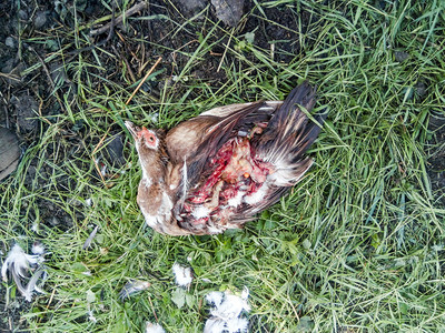 炸狗鸭我们杀了一只鸭子狗把拉上来狗把鸭子拔出来狗鸭子把拉起来狗图片
