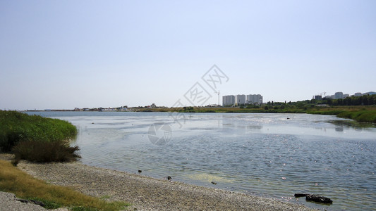 黑海附近的河口岸动植物图片