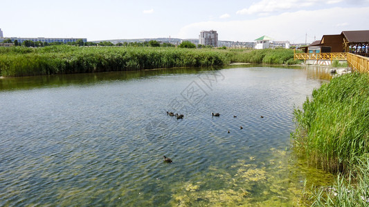 策克口岸黑海附近的河口岸动植物背景