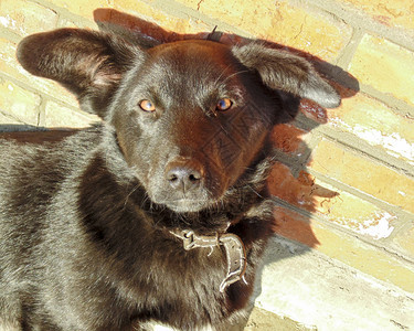 砖墙附近有大耳朵的黑狗图片