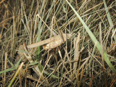 绿蚱蜢在一个原生栖息地农业的破坏者绿蚱蜢在一个原生栖息地农业的破坏者蝗虫宏图片