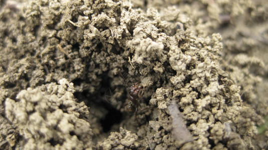 蚂蚁山地球上的巢穴一小群粘土片蚂蚁的巢穴图片