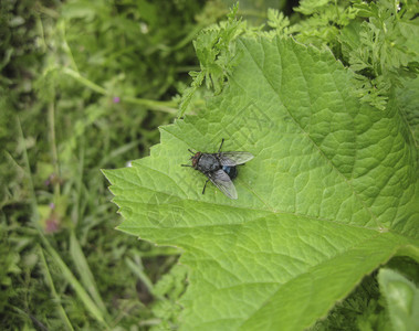 飞在花园的草叶上昆虫春光图片
