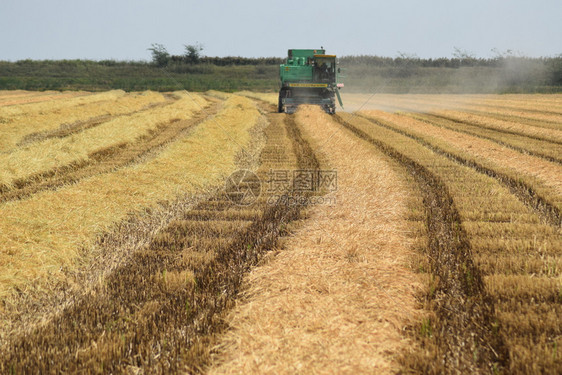 俄罗斯Poltavskaya村2015年9月6日联合收割者Don农业机械公司联合收割者Don农业机械公司图片