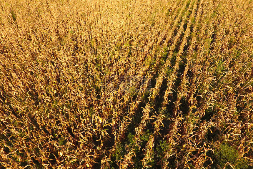 有成熟玉米的田地干茎上面田的景象园成熟的鳕鱼准备收获成熟的玉米田