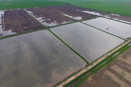 洪水淹没的稻田地种植大米的农艺方法田地种植大米的用水淹没上面的景象田地种植大米的农艺方法图片