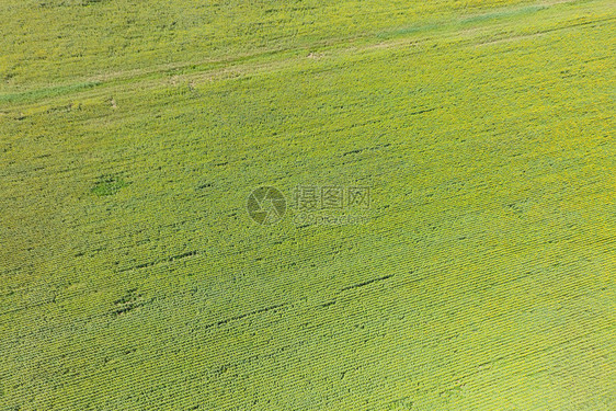 向日葵地农田鸟瞰图开花的油籽顶视图向日葵地顶视图图片