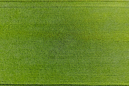 小麦田为绿从上面查看绿色小麦的植物背景绿麦田为小为绿从ab查看图片