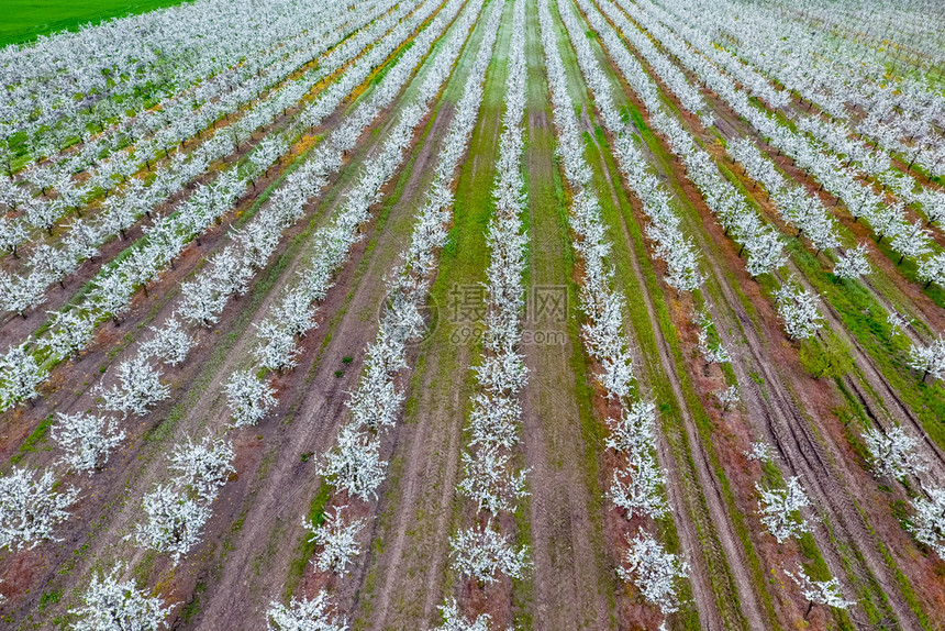 闪发光的年轻梅子花园顶层风景无人机在羽子开花的园上方图片