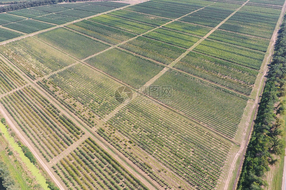 花园的树木列空气摄影顶部视图园地景观苹果花的树木排顶部视图图片