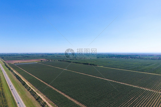 花园的树木列空气摄影顶部视图园地景观苹果花的树木排顶部视图图片