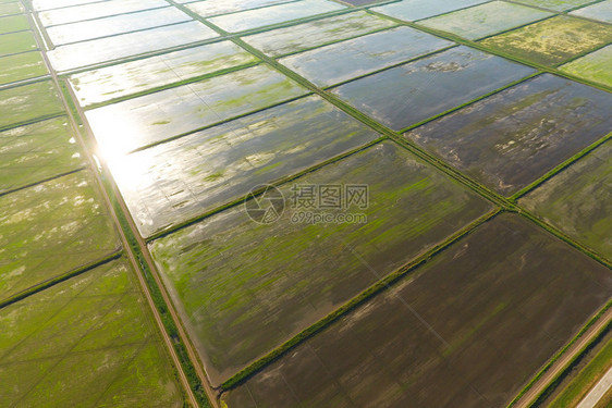 稻田被水淹没洪水淹没间种植稻米的农艺方法耕种稻米的田地被水淹没从上面看田间种植稻米的农艺方法图片