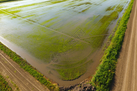 稻田被水淹没洪水淹没间种植稻米的农艺方法耕种稻米的田地被水淹没从上面看田间种植稻米的农艺方法图片