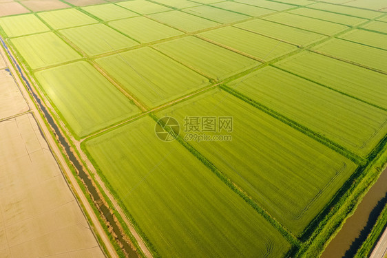 稻田被水淹没洪水淹没间种植稻米的农艺方法耕种稻米的田地被水淹没从上面看田间种植稻米的农艺方法图片