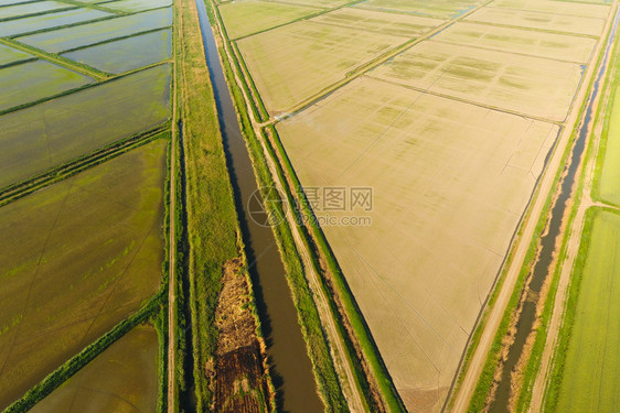 稻田被水淹没洪水淹没间种植稻米的农艺方法耕种稻米的田地被水淹没从上面看田间种植稻米的农艺方法图片
