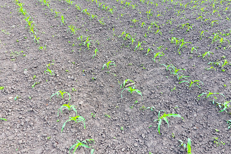 年轻的玉米地地里的玉米苗青贮饲料玉米年轻的玉米地地里的玉米苗青贮饲料玉米图片