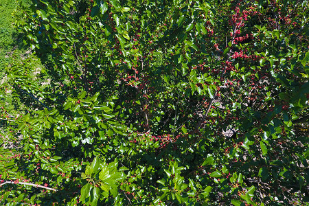 有成熟浆果的桑树枝树上成熟的桑树桑果的成熟有成熟浆果的桑树枝树上成熟的桑树桑果的成熟图片
