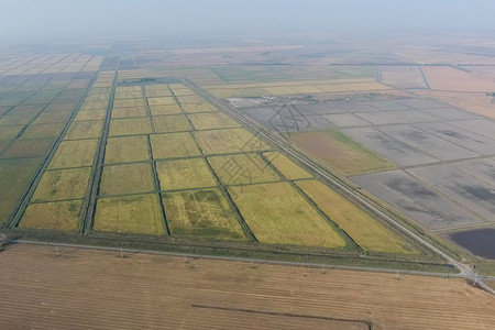 在洪水泛滥的田地上种植大米在田地上种植大米在田地上种植大米收获的开始鸟眼观淹没稻田在地上种植大米的农艺方法在野地上种植大米在地上图片