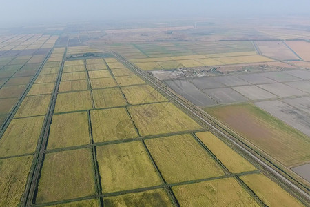 在洪水泛滥的田地上种植大米在田地上种植大米在田地上种植大米收获的开始鸟眼观淹没稻田在地上种植大米的农艺方法在野地上种植大米在地上图片