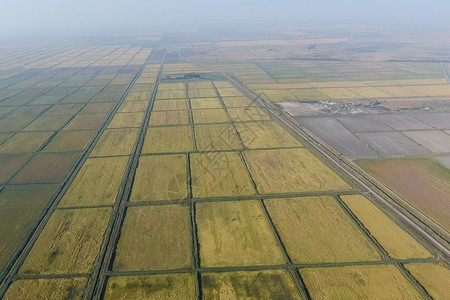 在洪水泛滥的田地上种植大米在田地上种植大米在田地上种植大米收获的开始鸟眼观淹没稻田在地上种植大米的农艺方法在野地上种植大米在地上图片