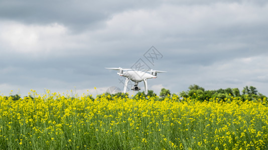 俄罗斯克拉诺达尔 -2017年5月3日:白无人机飞越了开花田地。Dron对着阴云的天空。机身在中的飞行。白色无人机飞越了开花田地图片