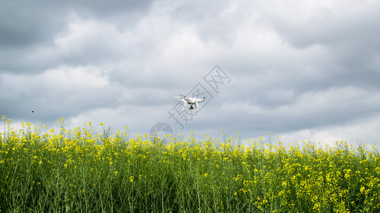 俄罗斯克拉诺达尔 -2017年5月3日:白无人机飞越了开花田地。Dron对着阴云的天空。机身在中的飞行。白色无人机飞越了开花田地图片