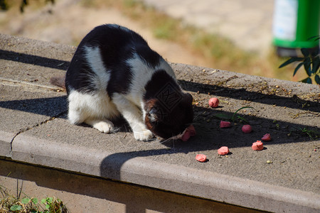 无家可归的猫在路边喂香肠图片