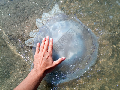 JellyfishRhizostoma根绳扔到海边死水母一个人手里的水母图片