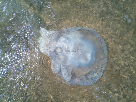 海滨浅水中死去的水母水母根瘤海滨浅水中的死水母海蜇根口图片