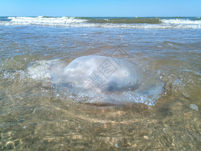 海滨浅水中死去的水母水母根瘤海滨浅水中的死水母海蜇根口图片