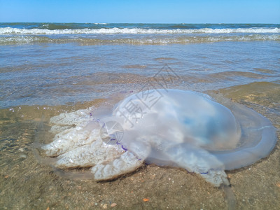 海滨浅水中死去的水母水母根瘤海滨浅水中的死水母海蜇根口图片