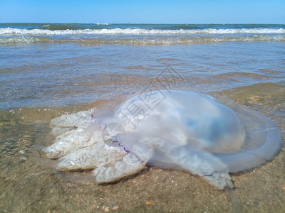 海滨浅水中死去的水母水母根瘤海滨浅水中的死水母海蜇根口图片