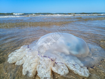 海滨浅水中死去的水母水母根瘤海滨浅水中的死水母海蜇根口图片