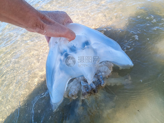 JellyfishRhizostoma根绳扔到海边死水母一个人手里的水母图片