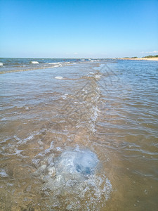 海滨浅水中死去的水母水母根瘤海滨浅水中的死水母海蜇根口图片