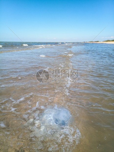 海滨浅水中死去的水母水母根瘤海滨浅水中的死水母海蜇根口图片