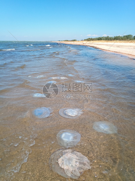 海滨浅水中死去的水母水母根瘤海滨浅水中的死水母海蜇根口图片