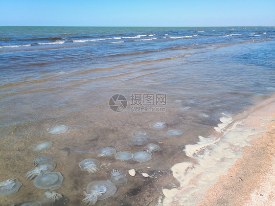 海滨浅水中死去的水母水母根瘤海滨浅水中的死水母海蜇根口图片