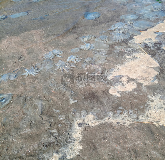 海滨浅水中死去的水母水母根瘤海滨浅水中的死水母海蜇根口图片