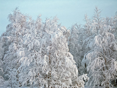 冬季风景雪中的树和霜冬天风景图片