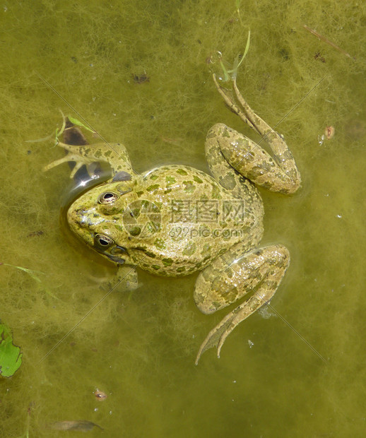 青蛙在水里长满青蛙的池塘青蛙在水里长满青蛙的池塘图片
