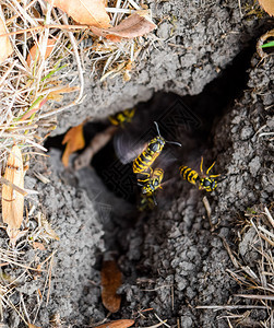 黄蜂鸟飞进它们的巢中蜂在山鸟飞进它们的巢中蜂在图片