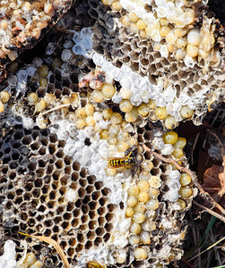 Vespula粗俗摧毁了黄蜂的巢在表面画黄蜂的喉咙和小幼崽摧毁了黄蜂的巢大和小的幼崽图片