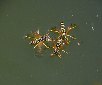 黄蜂从锅里喝水游到面上不要下沉黄蜂Poliste喝水黄蜂从锅里喝水游泳图片