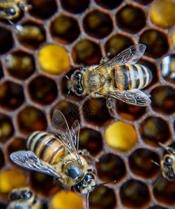 蜜蜂在蜂巢中舞蹈图片