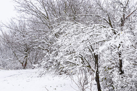 树枝上的雪冬季景色上覆盖着雪的木下枝的强度自然雪树木冬季景色雪下树枝的强度自然雪落图片