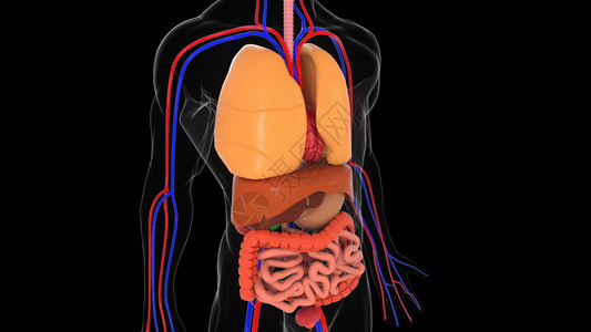 人体解剖身模型3D剖面背景人体身模型的一部分带有器官系统医学概念图片
