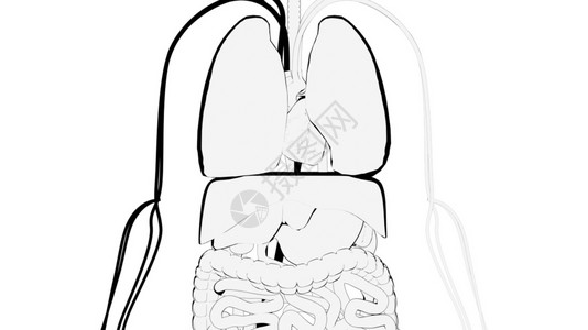 手绘人类内部器官演示计算机生成3D制作卡通背景手画展示人体内部器官演示计算机生成制作卡通背景介绍图片