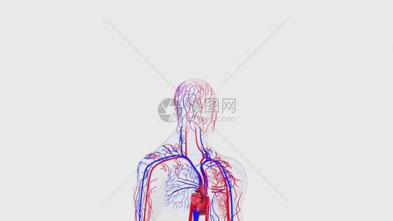 人体循环系统从头到脚的解剖计算机生成3D造血管医学背景人类循环系统从头到脚的解剖计算机生成造血管科学背景图片