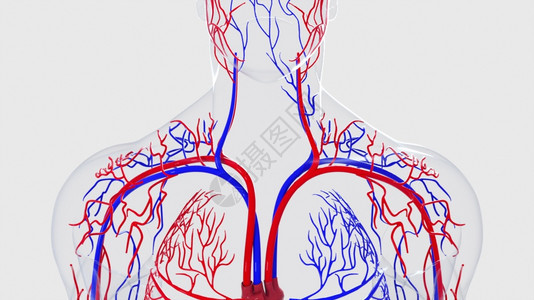人体循环系统从头到脚的解剖计算机生成3D造血管医学背景人类循环系统从头到脚的解剖计算机生成造血管科学背景图片